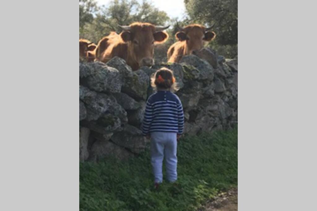Vuelos De Montana L Montánchez Esterno foto
